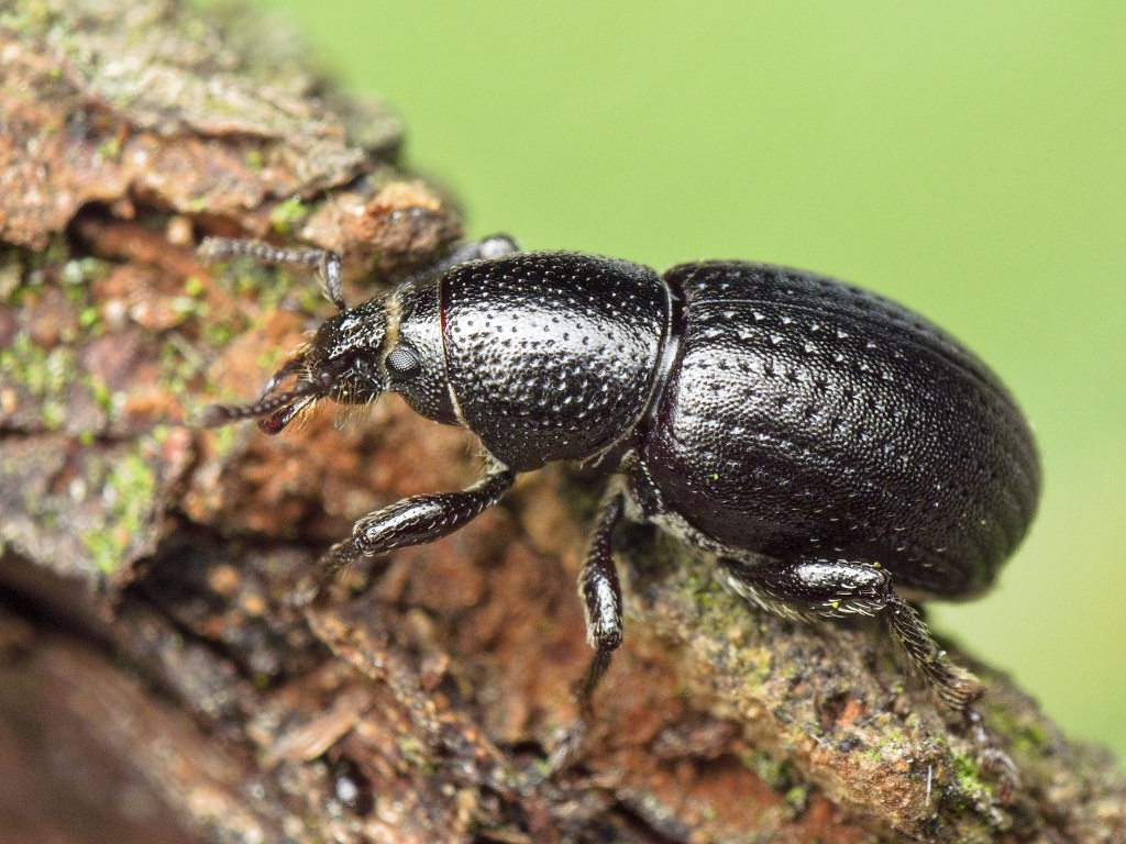 Psallidium maxillosum (Fabricius, 1792)